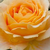 Żółty  - Róża wielkokwiatowa - Hybrid Tea - Cappuccino®